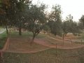 Olive Trees Outside of Montevergine