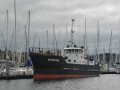 Western Gull In Elliott Marina