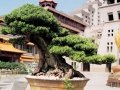 Bonsai Tree