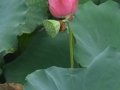 Lotus Bud with Seed Pod