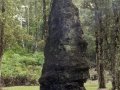 Lava Tree, Big Island of Hawaii
