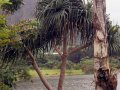 A Tree Grows In Hawaii