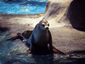 A Monk Seal in Deep Thought
