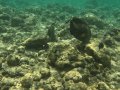 The Underwater World of Hanauma Bay, Hawaii