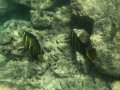 The Underwater World of Hanauma Bay
