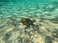 A Sea Turtle in Paradise Cove, Grand Bahamas