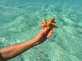 Baby Conches