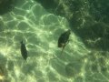 The Underwater World of Hanauma Bay, Hawaii