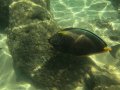 The Underwater World of Hanauma Bay, Hawaii