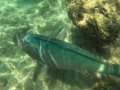 The Underwater World of Hanauma Bay, Hawaii