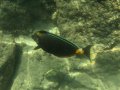 The Underwater World of Hanauma Bay, Hawaii