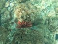 The Underwater World of Electric Beach, Hawaii