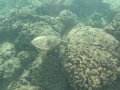 A Sea Turtle in Ko Olina Lagoon, Hawaii