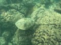 A Sea Turtle in Ko Olina Lagoon, Hawaii