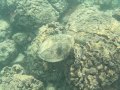 A Sea Turtle in Ko Olina Lagoon, Hawaii