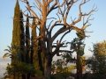 A Tree Grows In Ventura County