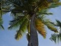 Looking Up At A Coconut Palm Tree