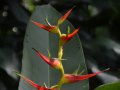 Bird of Paradise Flower