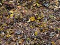 Seaweed Along the Shore