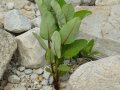 Plant on the Rocks