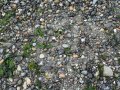 On Discovery Beach, Seattle, Washington