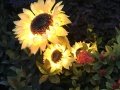 Illuminated Sunflower