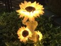 Illuminated Sunflower