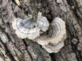 Tree Fungus on a Stump