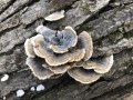 Tree Fungus on a Stump