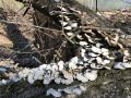 Mushrooms in Formation