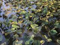 Water Lillies