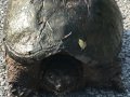 Alligator Snapping Turtle