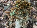 Mushrooms on a Log