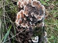 Tree Fungus