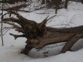 Winter's Tree Stump