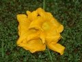 Squash Flower