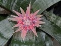 Bromeliad