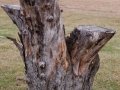 Apple Tree Stump