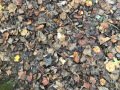 A Carpet of Autumn Leaves