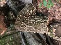 Fungus on a Log