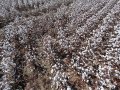 A Field of Cotton. 
