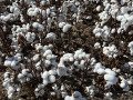 A Field of Cotton