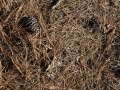 Pine Straw