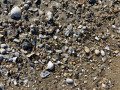 Pebbles on a Beach Along Cape Hatteras