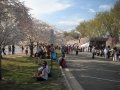 Cherry Blossom Festival in Washington