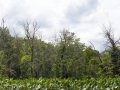 Featherstone National Wildlife Refuge