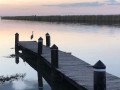 Heron on a Pier