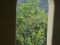 Looking Out at the Rain Forest From Yokahu Tower
