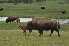 Yellowstone Park