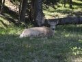 Resting Elk at Yellowstone Park